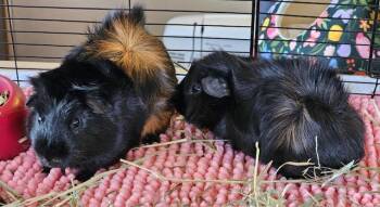 Rescue Abyssinian Guinea Pigs for Adoption in Wellington, Colorado - Ben And Jerry | PetCurious
